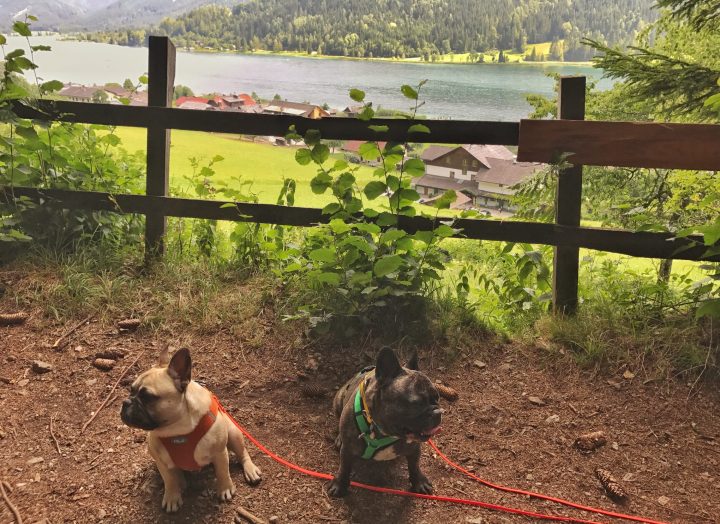 Urlaub mit Hund am Weissensee, Kärnten Hundereise