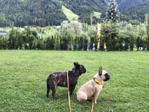 Urlaub Mit Hund Am Weissensee Karnten Hundereise