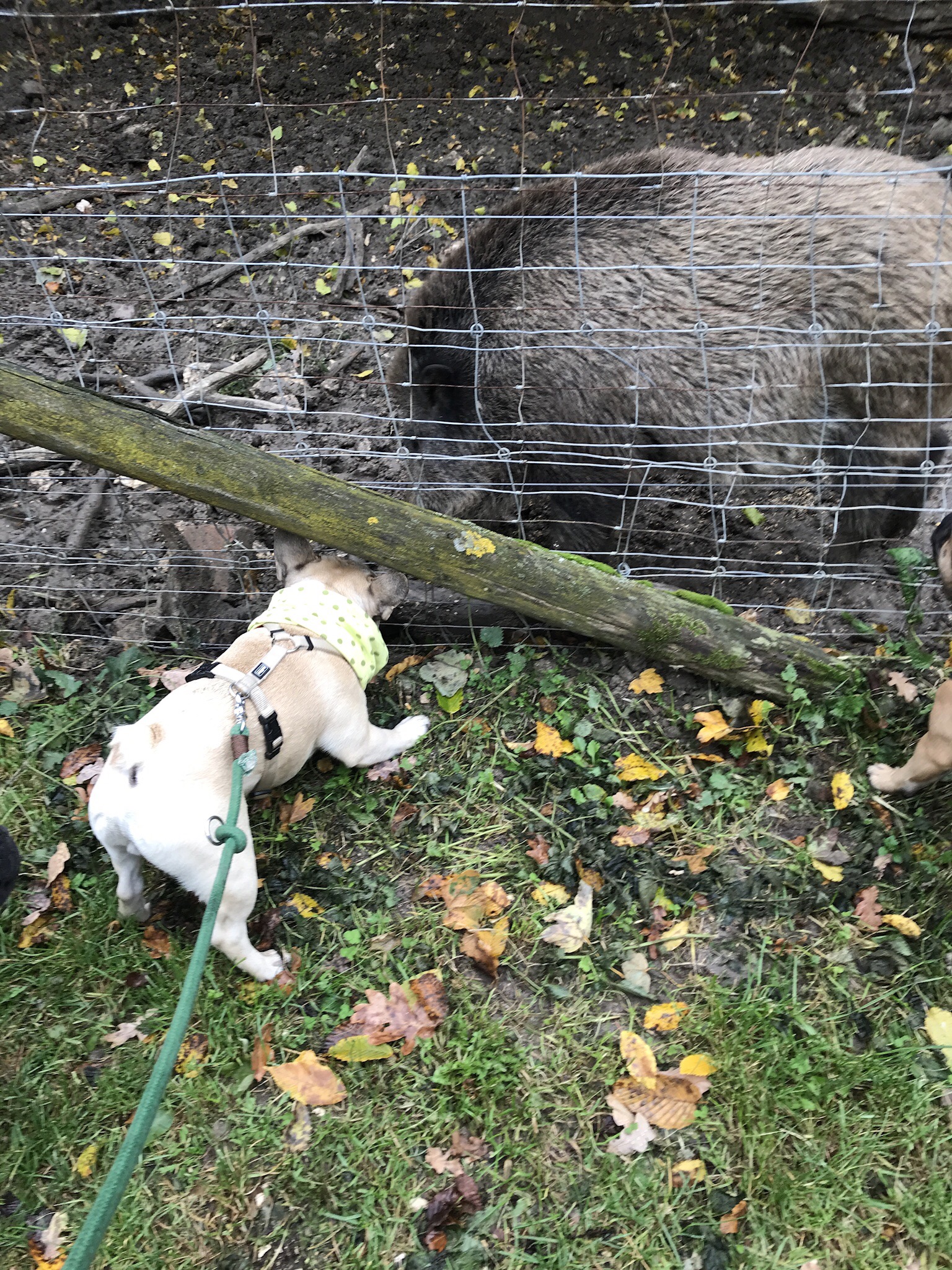 Ausflug mit Hund zu den Wölfen im Wildpark Ernstbrunn, NÖ Hundereise