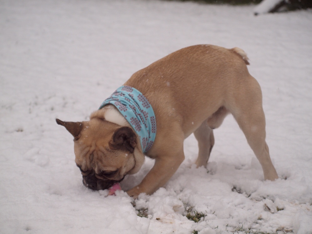 Murphy im Schnee