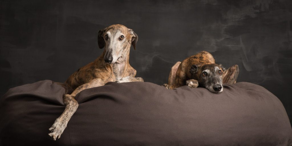 Galgos Hundereise Wolkenbett