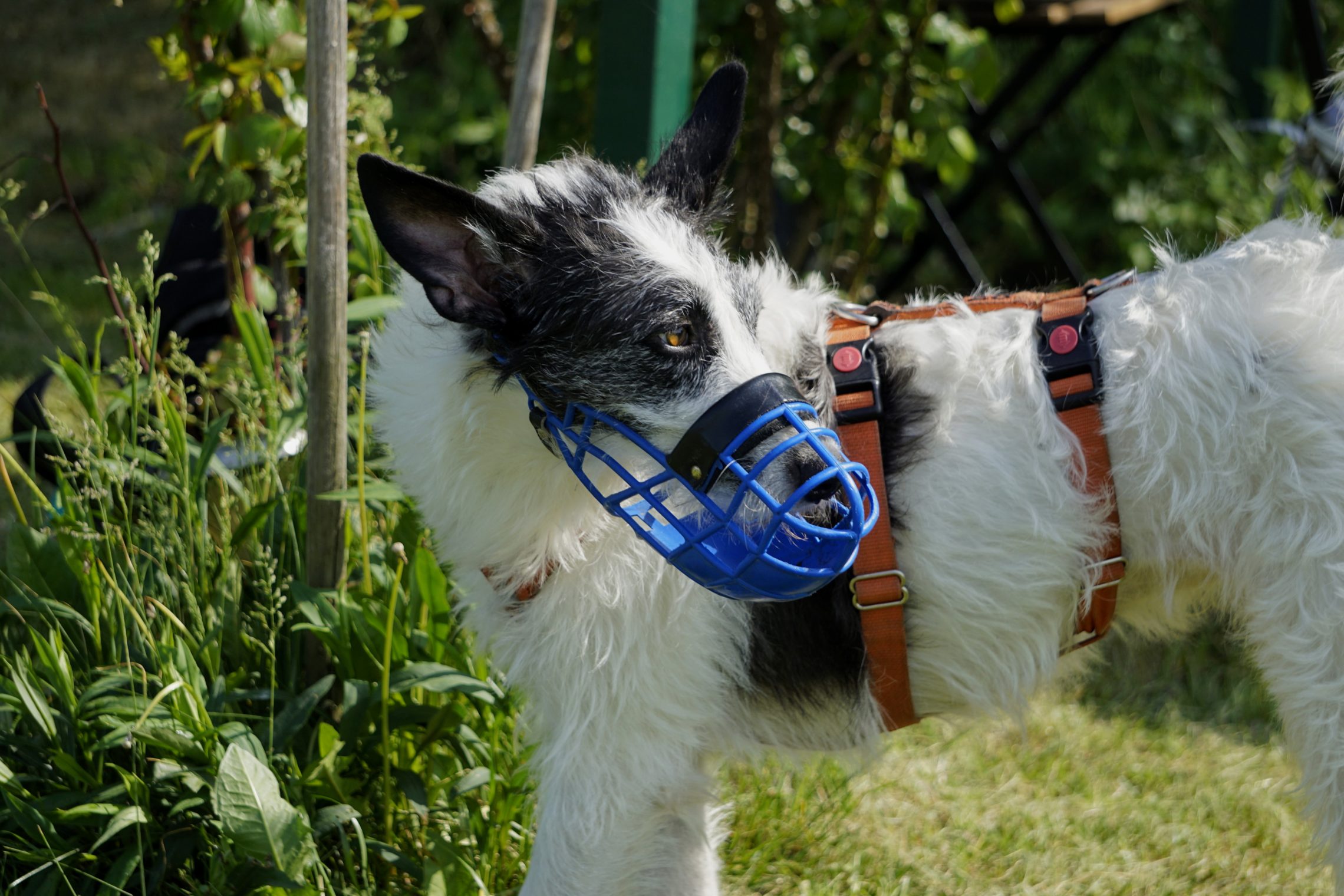 &quot;Galgos run free&quot; am Frühlingfest Hundereise