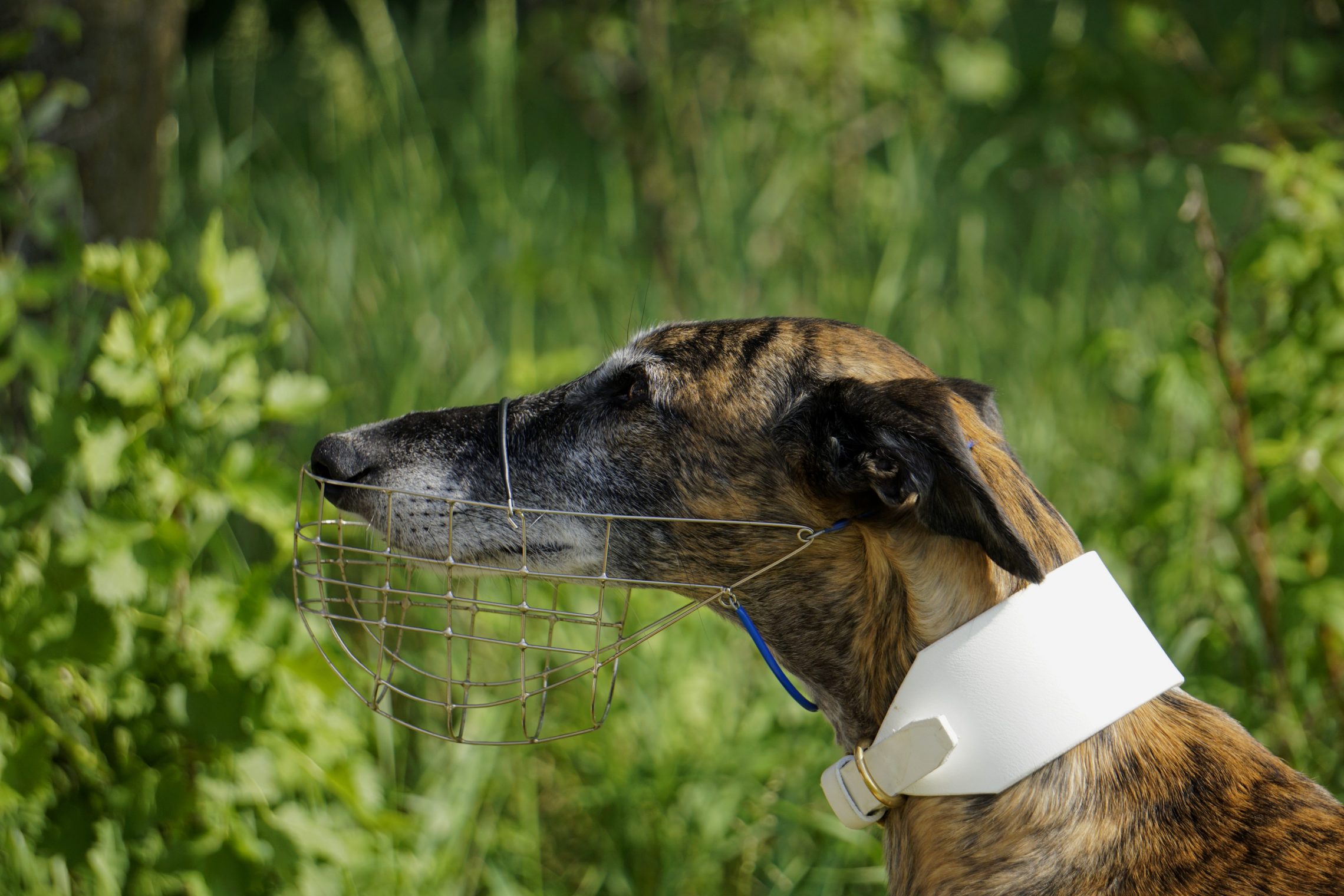 &quot;Galgos run free&quot; am Frühlingfest Hundereise