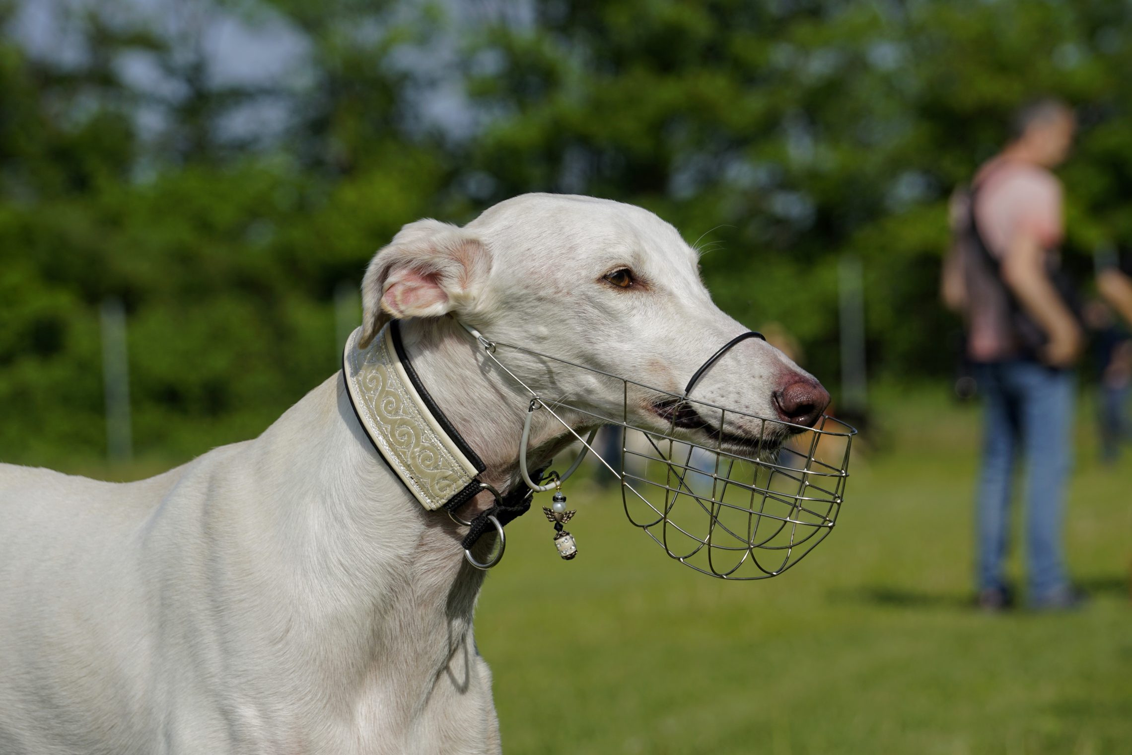 &quot;Galgos run free&quot; am Frühlingfest Hundereise