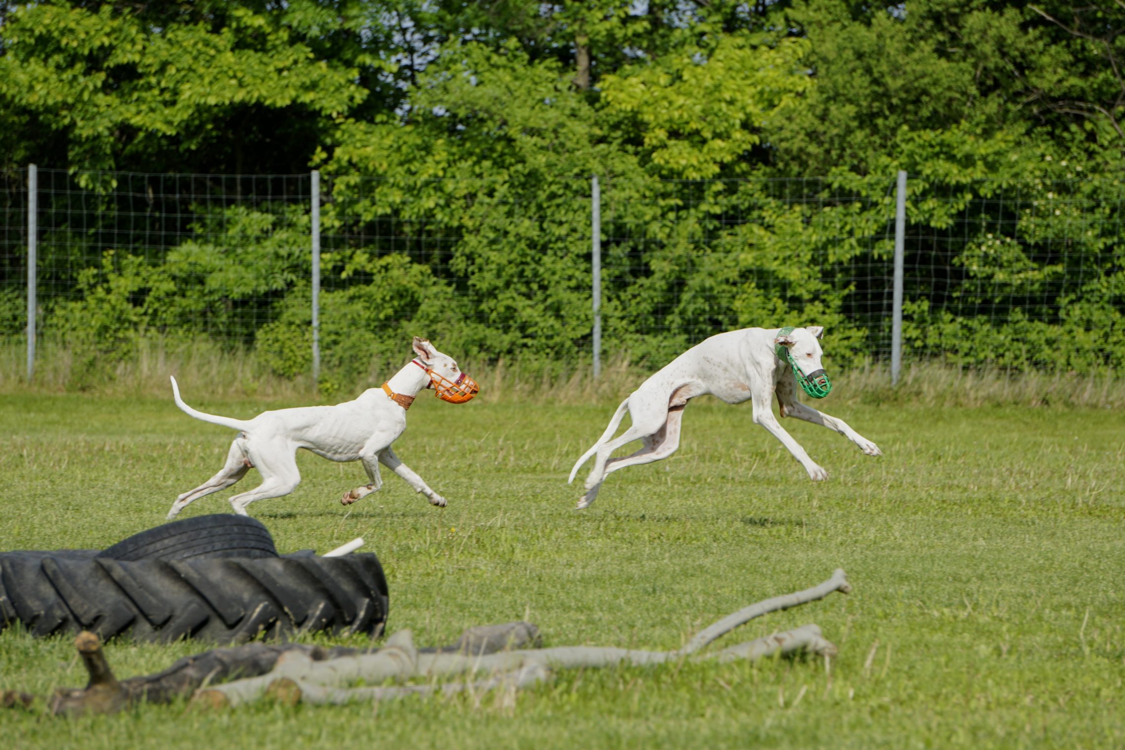 &quot;Galgos run free&quot; am Frühlingfest | Hundereise