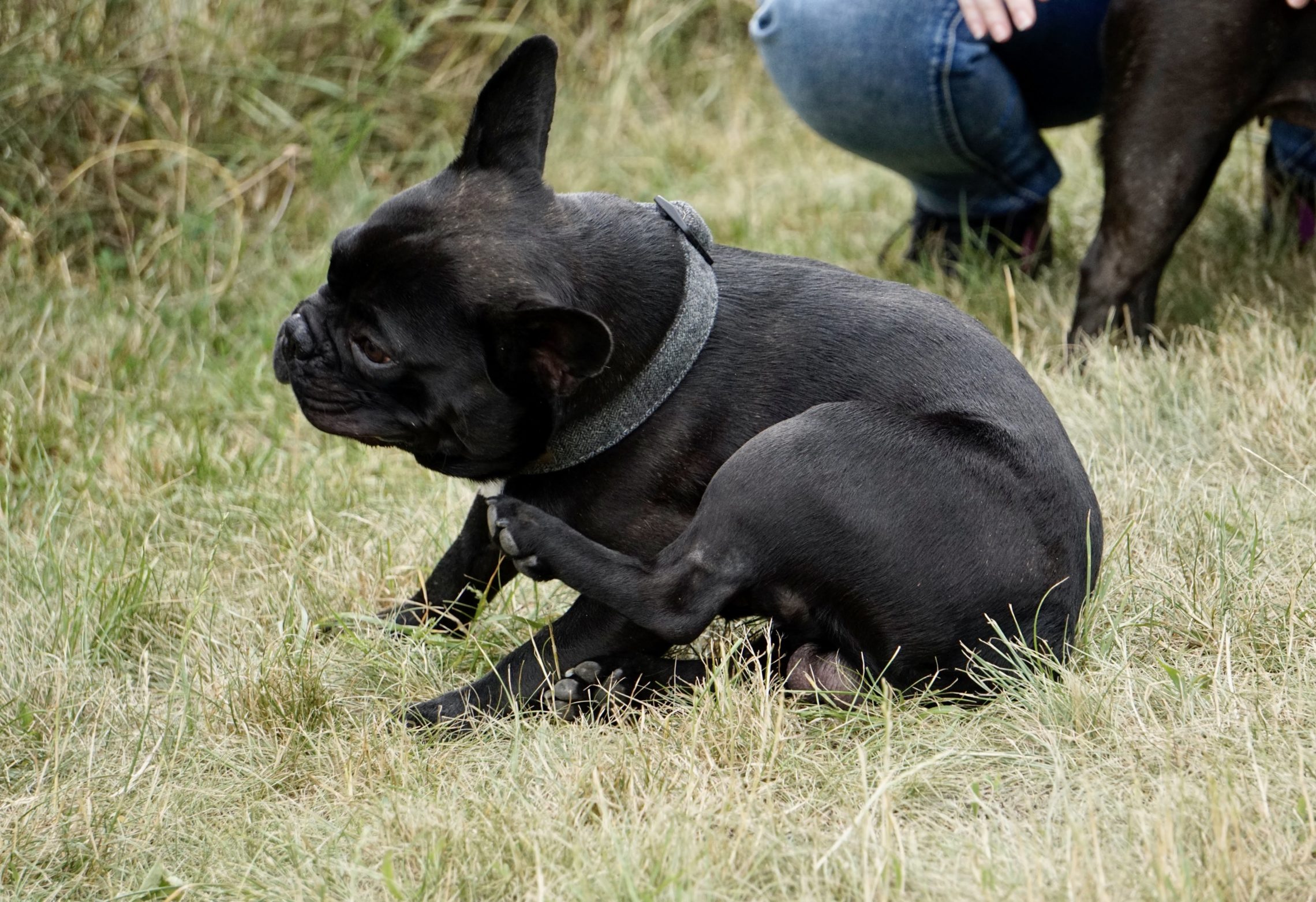 Erstes Bully und Mops Treffen in Baden - Hundereise