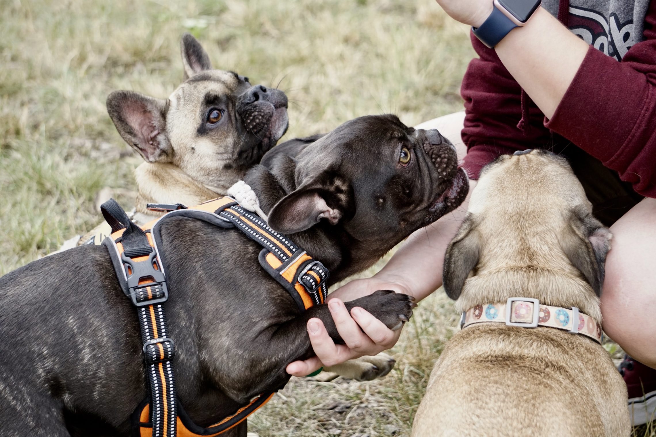Erstes Bully und Mops Treffen in Baden Hundereise