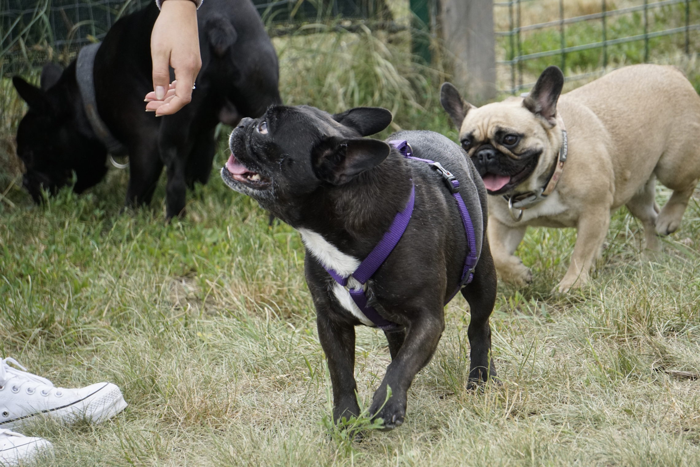 Erstes Bully und Mops Treffen in Baden Hundereise