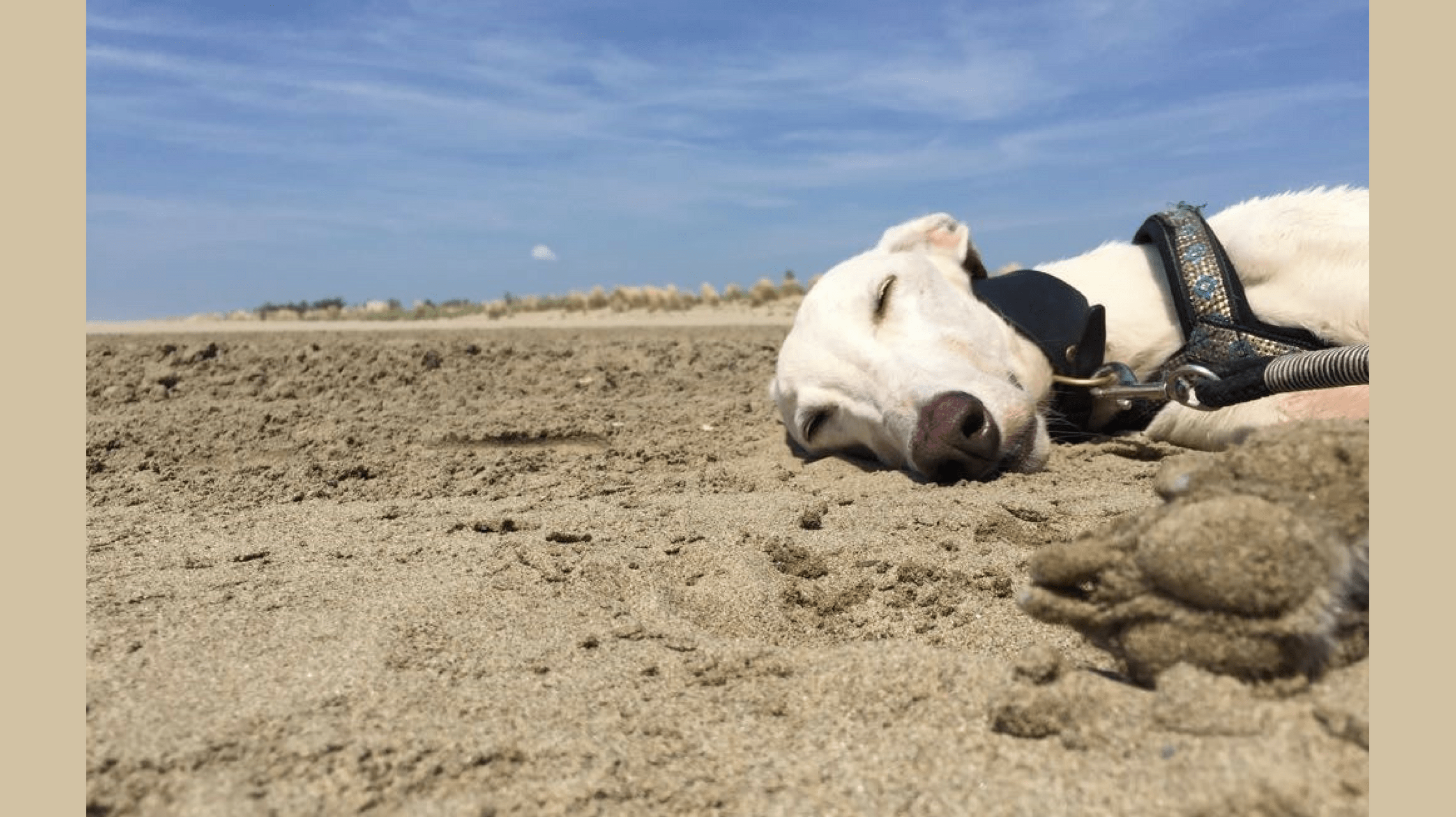 Urlaub Hund Italien Bungalow + Strand hundefreundlich Hundereise