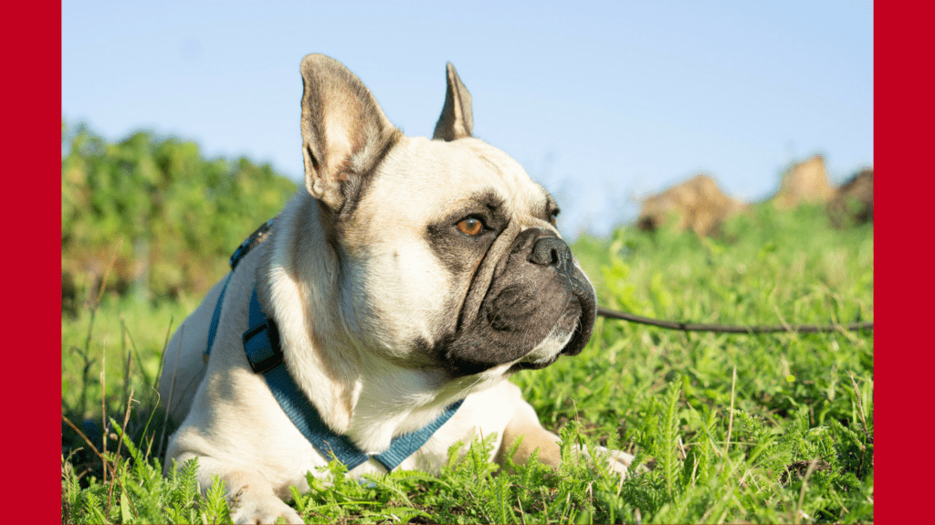 Erste Hilfe Kurs für Hunde in Salzburg Hundereise
