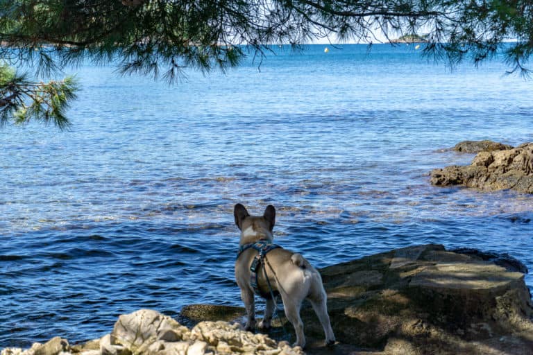 Urlaub mit Hund in Istrien, Kroatien Teil 2 Hundereise