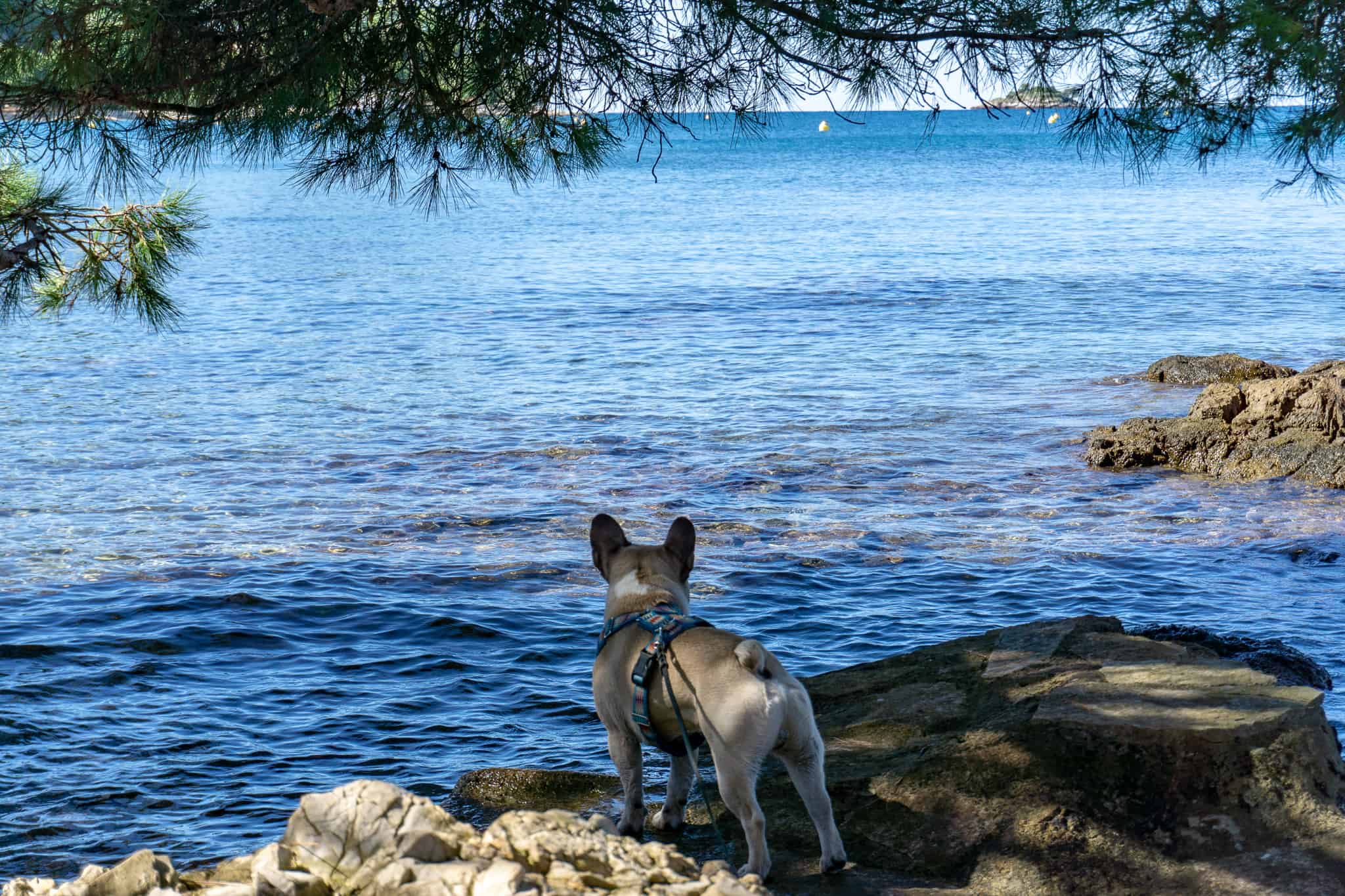 Urlaub mit Hund in Istrien, Kroatien - Teil 2 | Hundereise