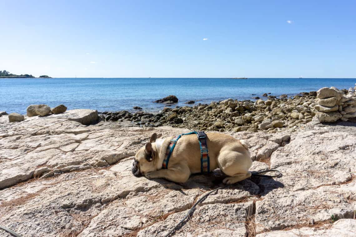 Urlaub mit Hund in Istrien, Kroatien - Teil 2 | Hundereise