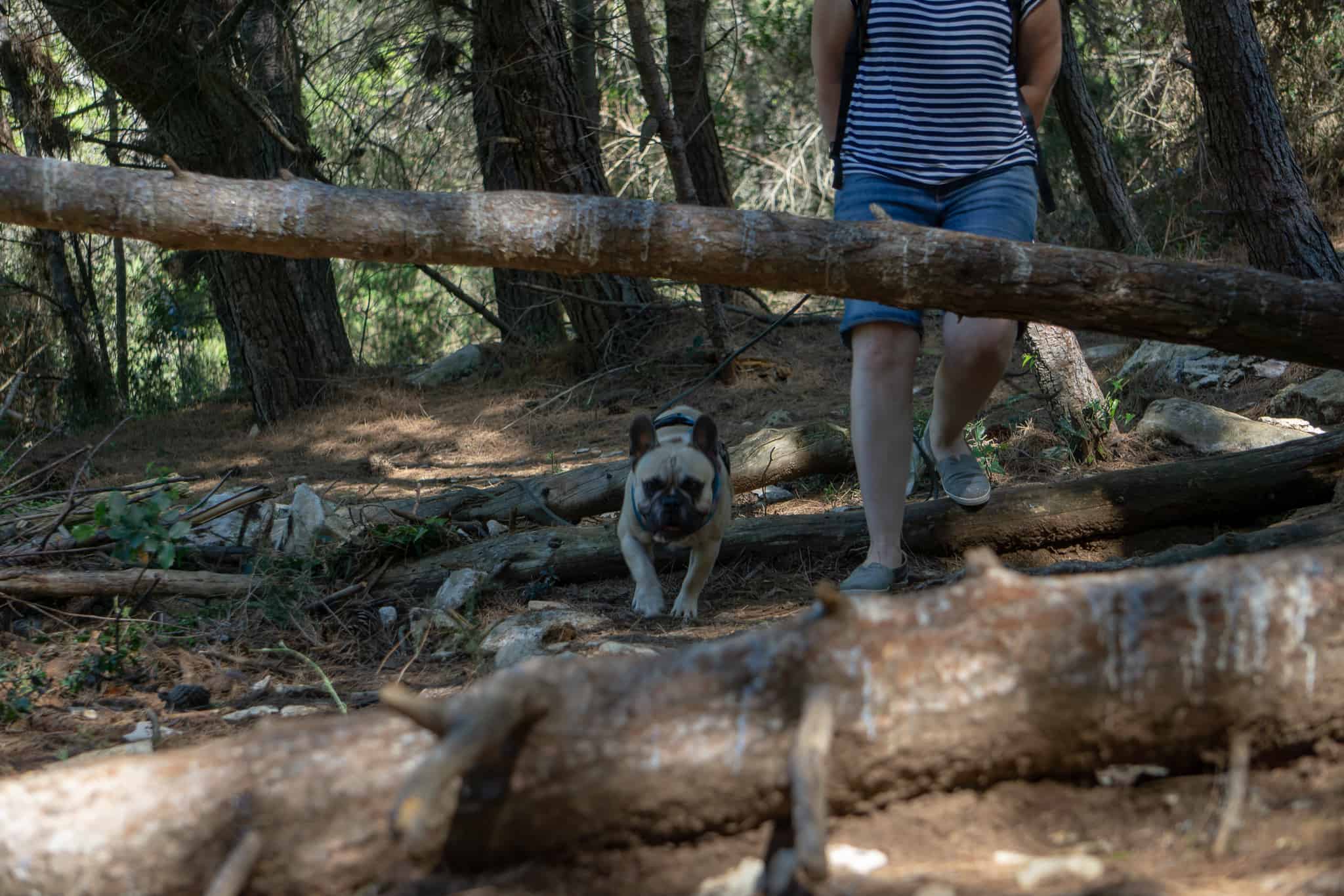 Urlaub Wandern Hund Kap Kamenjak Kroatien