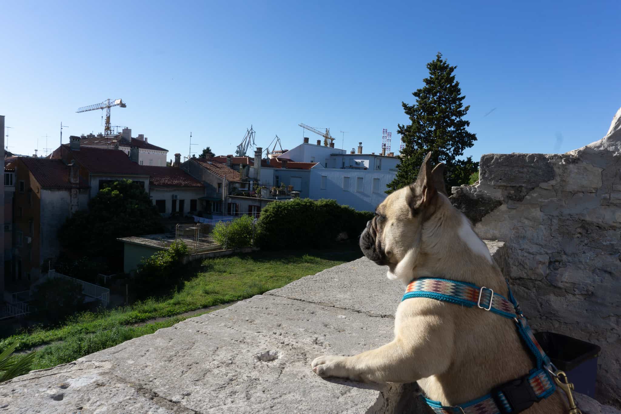 Urlaub Hund Pula Sightseeing Kroatien