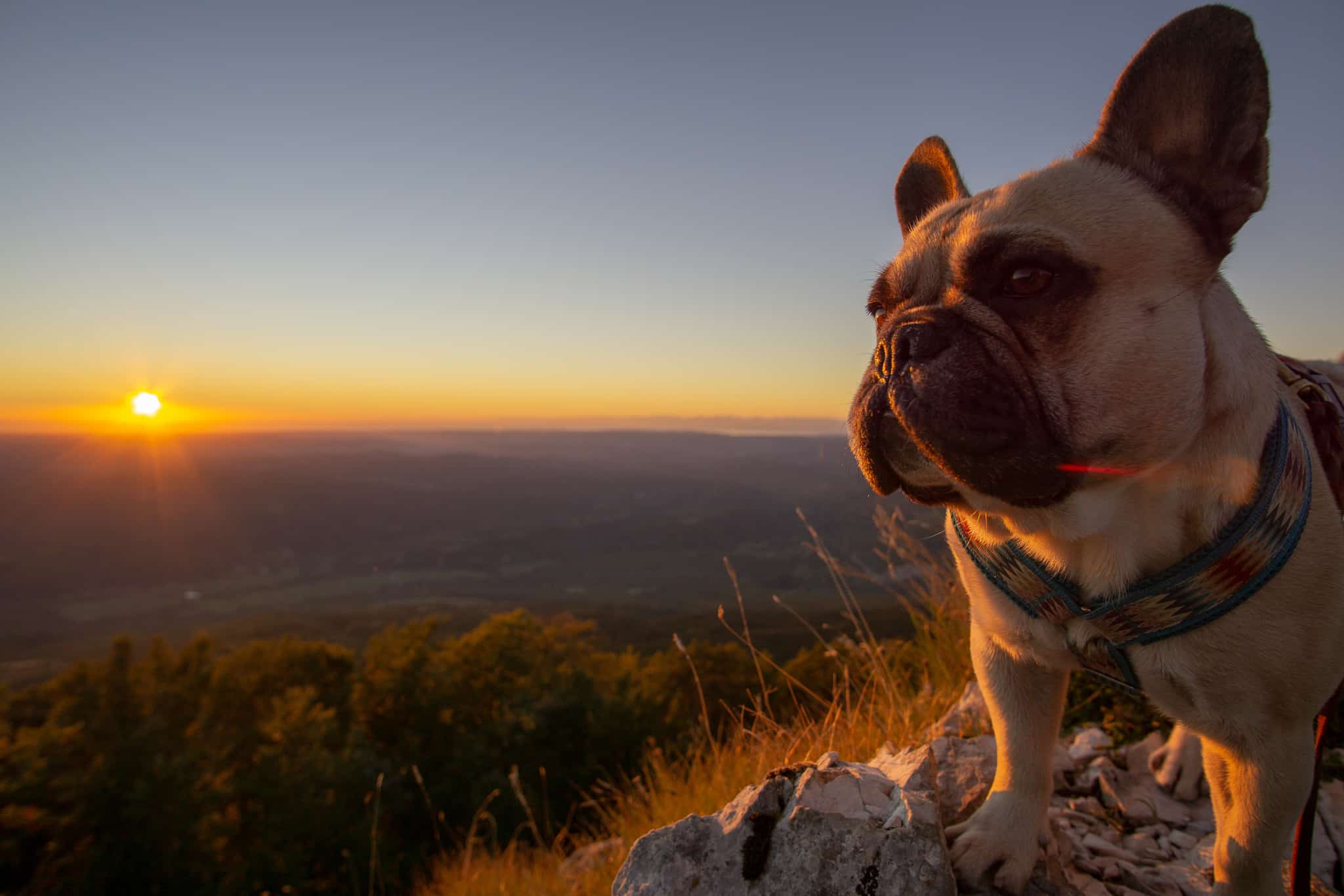 Urlaub Wandern Hund Vojak Kroatien