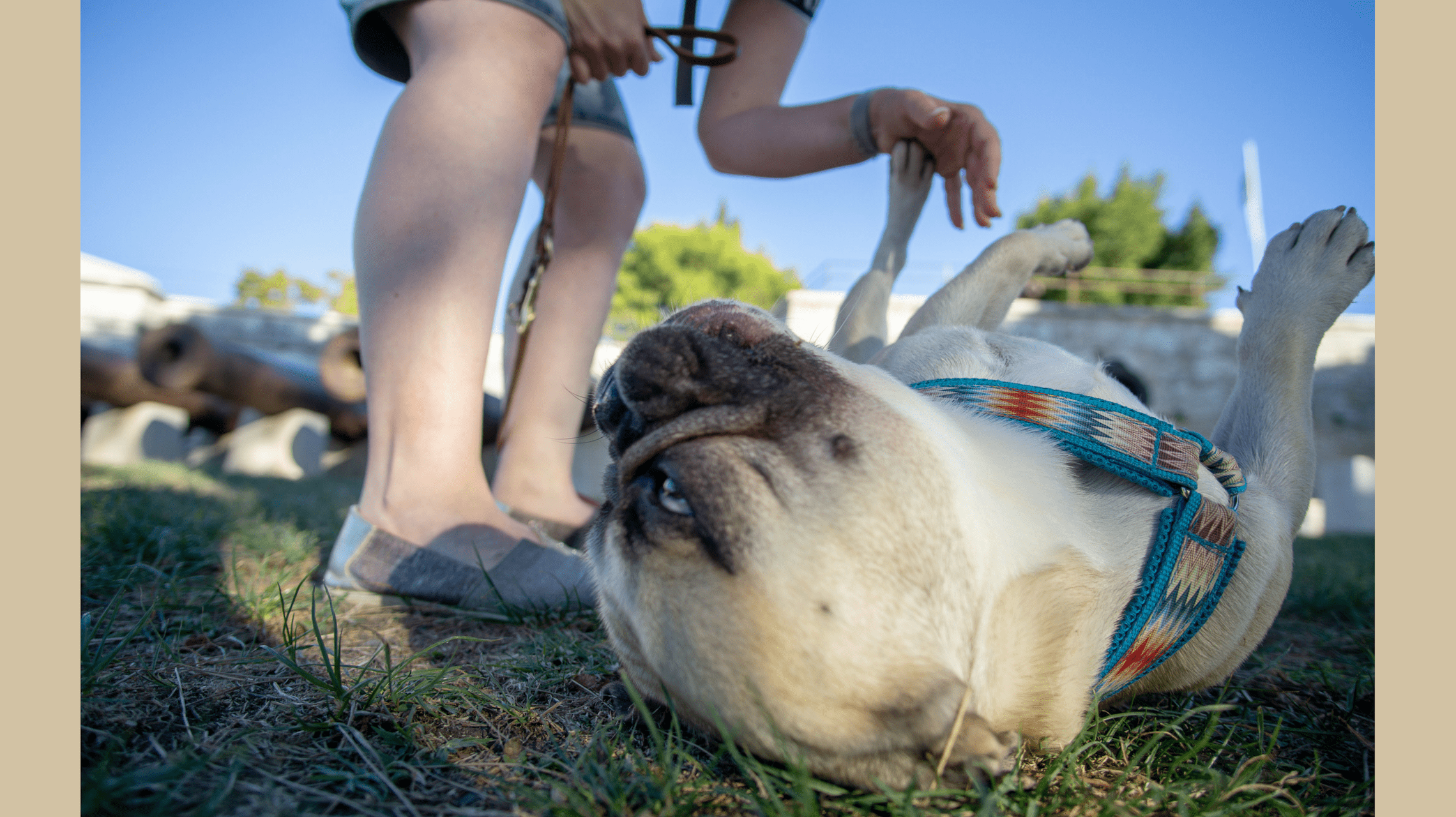 Urlaub mit Hund in Istrien, Kroatien Teil 1 Hundereise