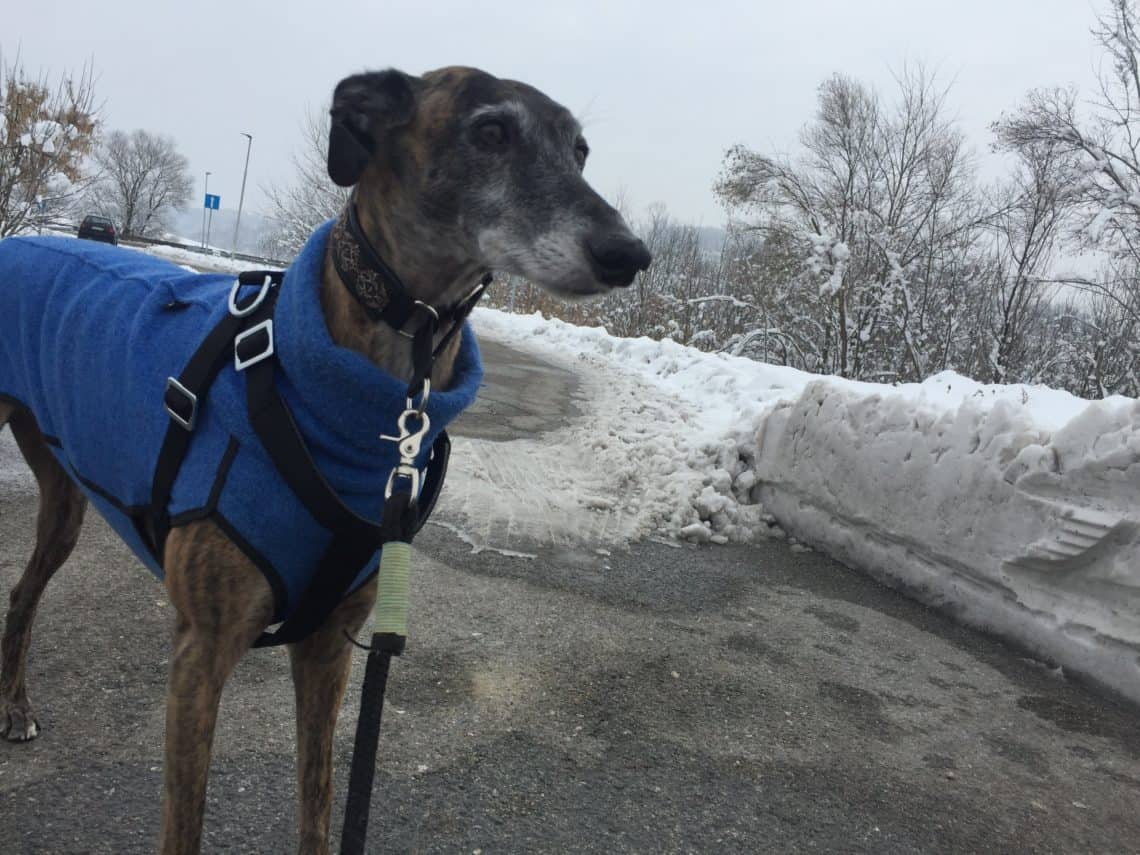 ab welchem alter mit hund fahrrad fahren