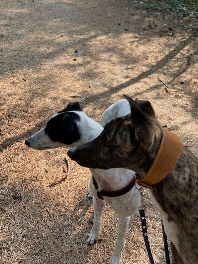 Chloe & Fionn Greyhound