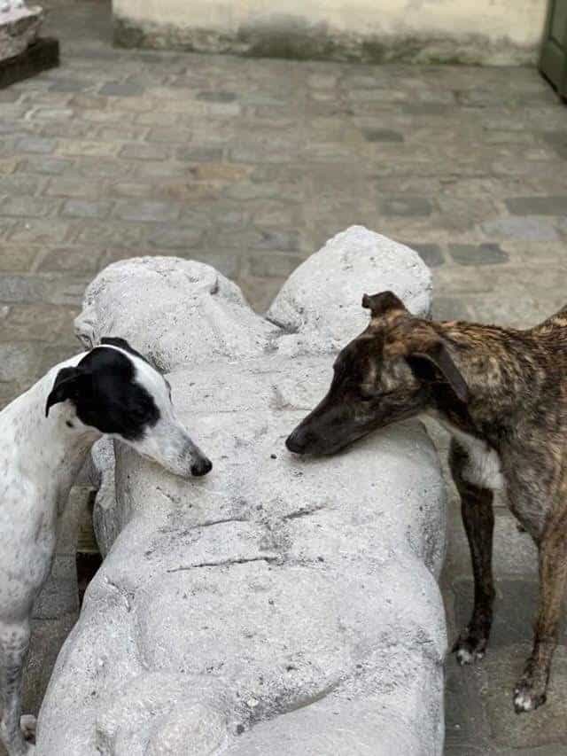 Chloe & Fionn Greyhound