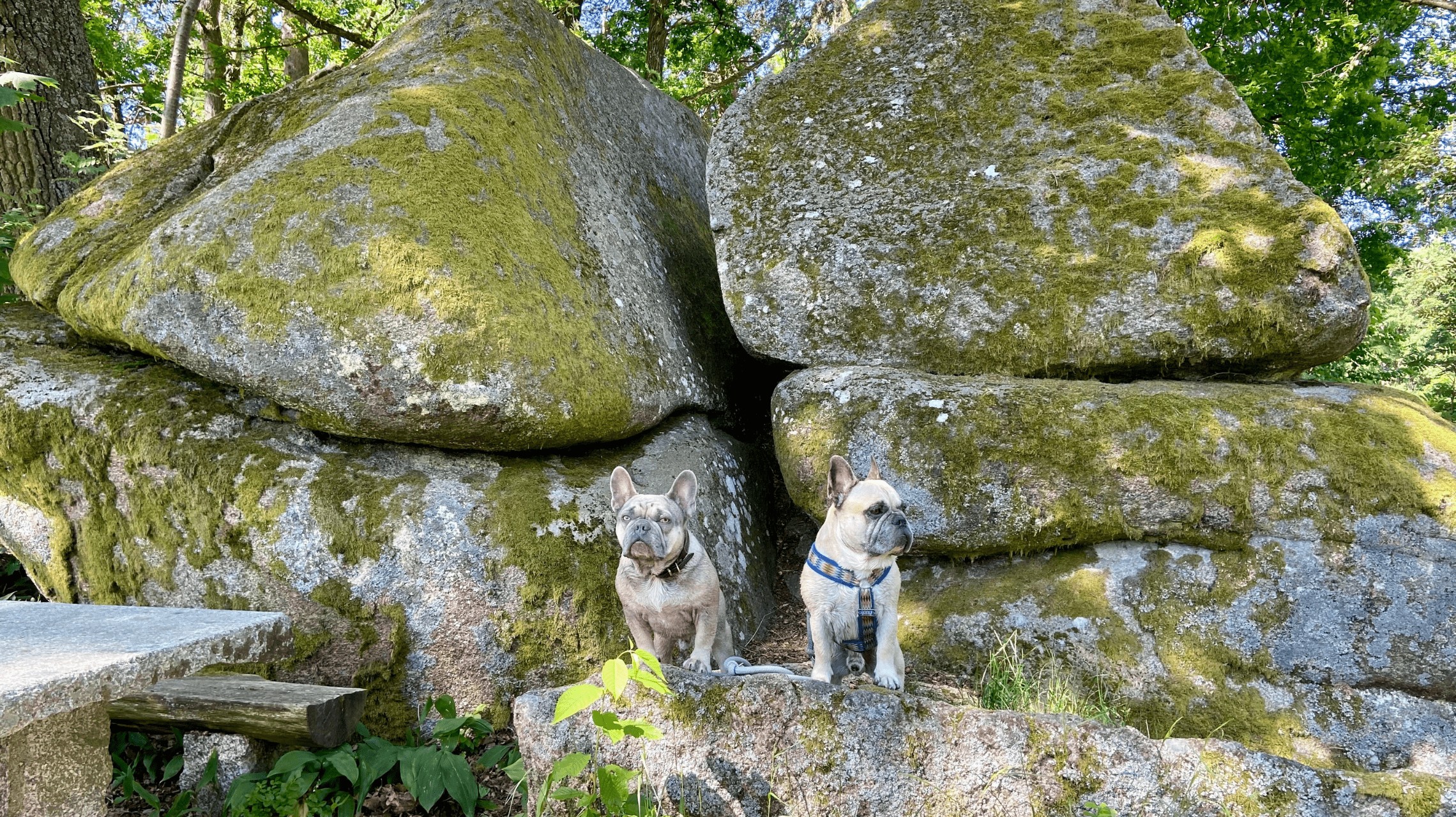 2 Französische Bulldoggen vor Granitblock