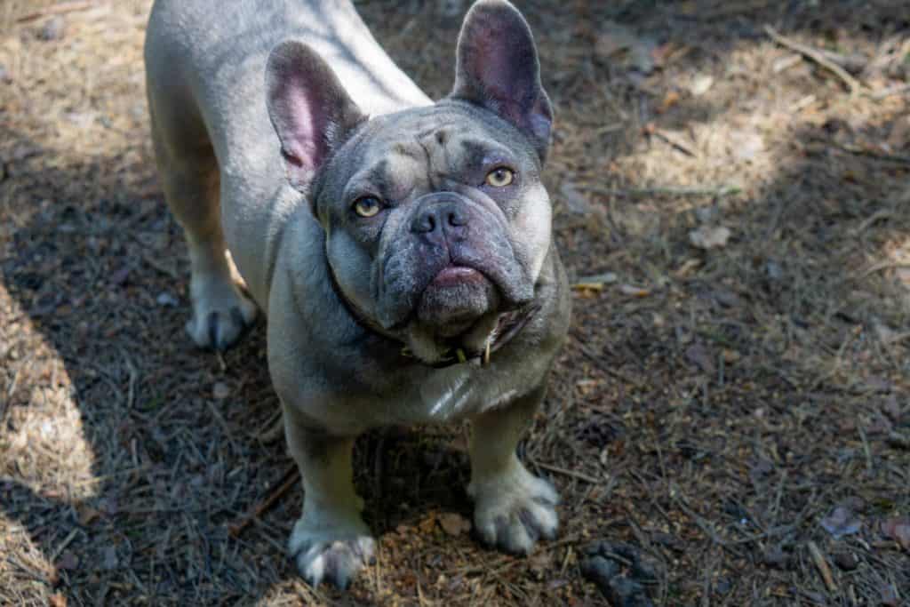 Graue Bulldogge mit gelben Augen