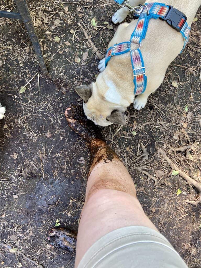 Murphy untersucht meine Moor-Beine