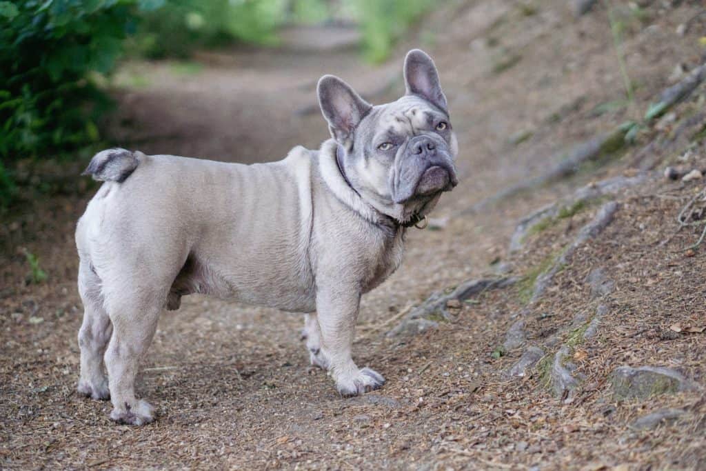 Graue Französische Bulldogge auf Waldweg