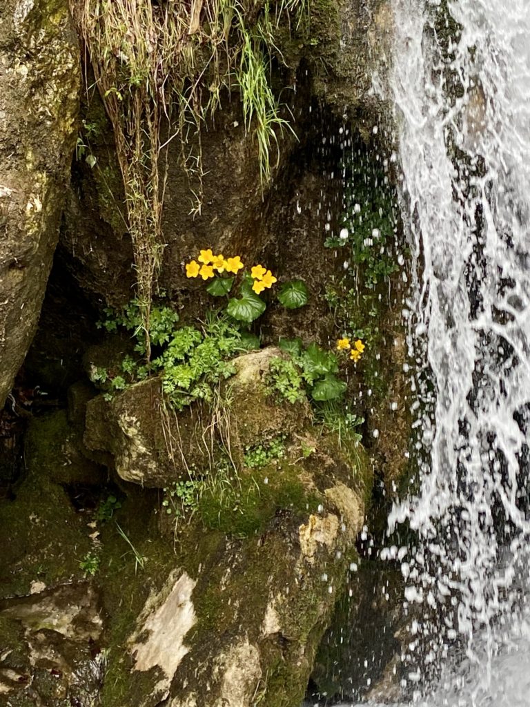 Blumen bei Wasserfall