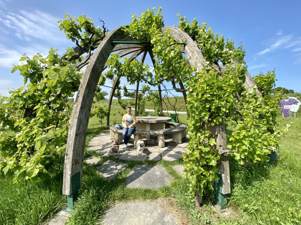 Weinlaubenkuppel_Oggau-Weinwanderweg