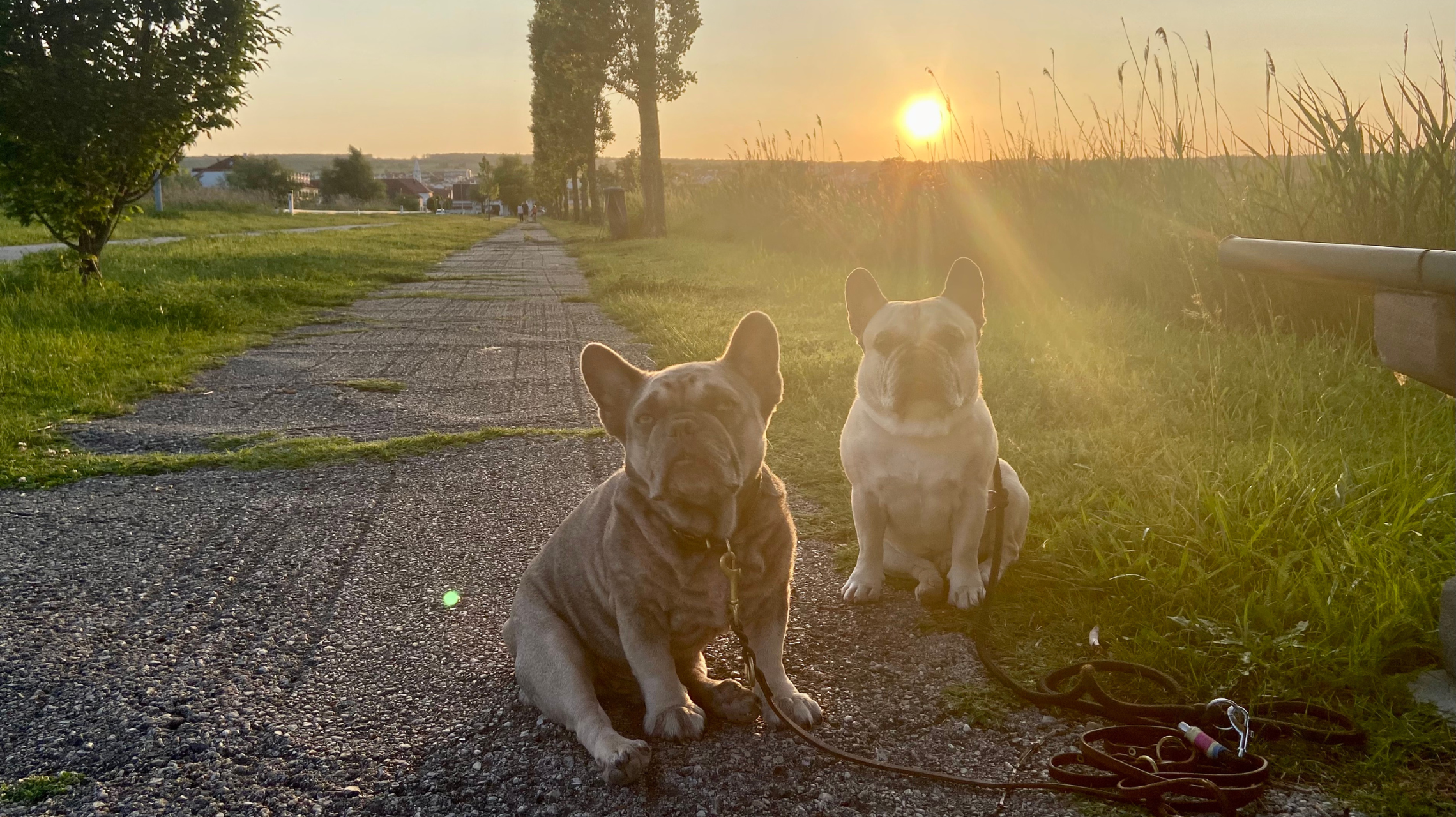 Urlaub in Mörbisch mit Hund (1)